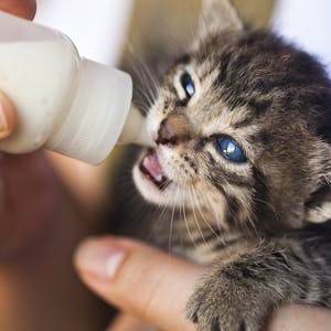 Nahaufnahme einer Hand, die einem winzigen getigerten Kätzchen mit blauen Augen Milch gibt