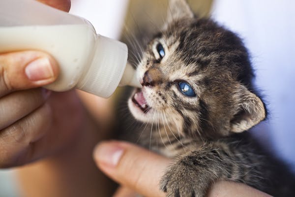 Nahaufnahme einer Hand, die einem winzigen getigerten Kätzchen mit blauen Augen Milch gibt